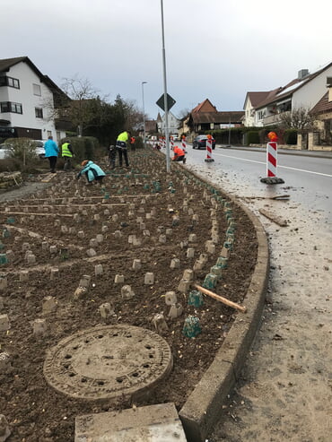 Pflanzaktion Anfang Dezember 2023. Die Töpfchen schützen die schon gepflanzten Stauden