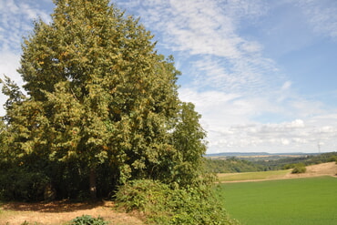 Weitere Aussicht gleich neben der Linde